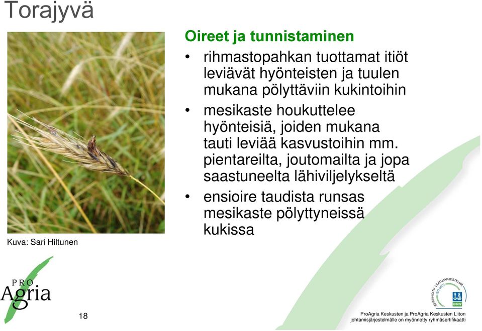 hyönteisiä, joiden mukana tauti leviää kasvustoihin mm.