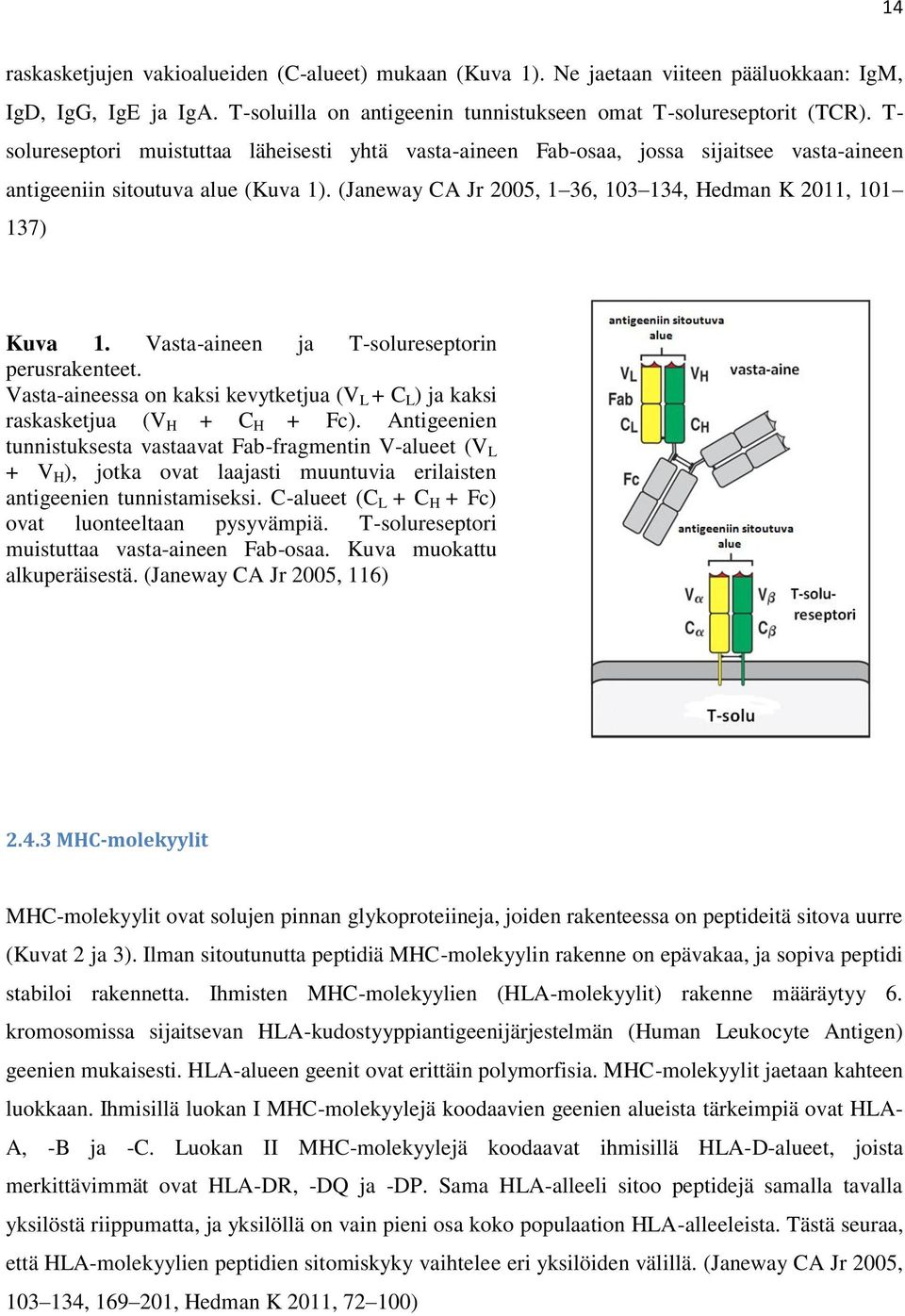 Vasta-aineen ja T-solureseptorin perusrakenteet. Vasta-aineessa on kaksi kevytketjua (V L + C L ) ja kaksi raskasketjua (V H + C H + Fc).