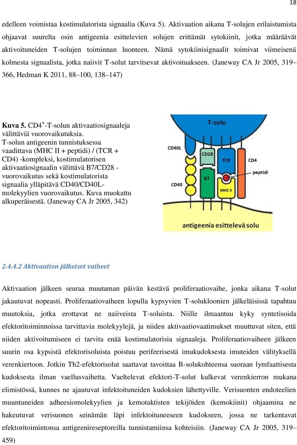 Nämä sytokiinisignaalit toimivat viimeisenä kolmesta signaalista, jotka naiivit T-solut tarvitsevat aktivoituakseen. (Janeway CA Jr 2005, 319 366, Hedman K 2011, 88 100, 138 147) Kuva 5.