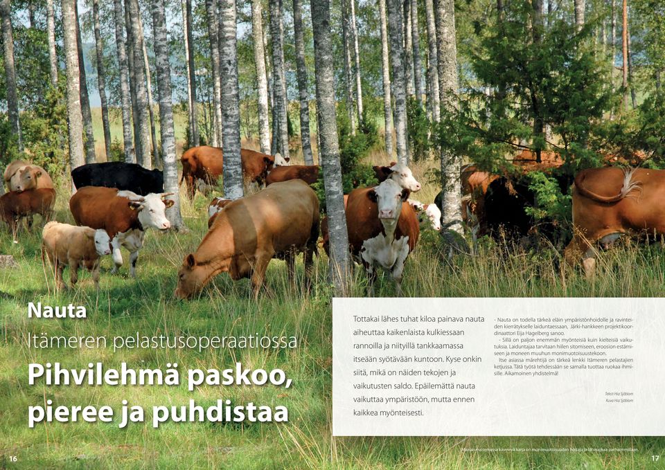 Kyse onkin siitä, mikä on näiden tekojen ja - Nauta on todella tärkeä eläin ympäristönhoidolle ja ravinteiden kierrätykselle laiduntaessaan, Järki-hankkeen projektikoordinaattori Eija Hagelberg sanoo.