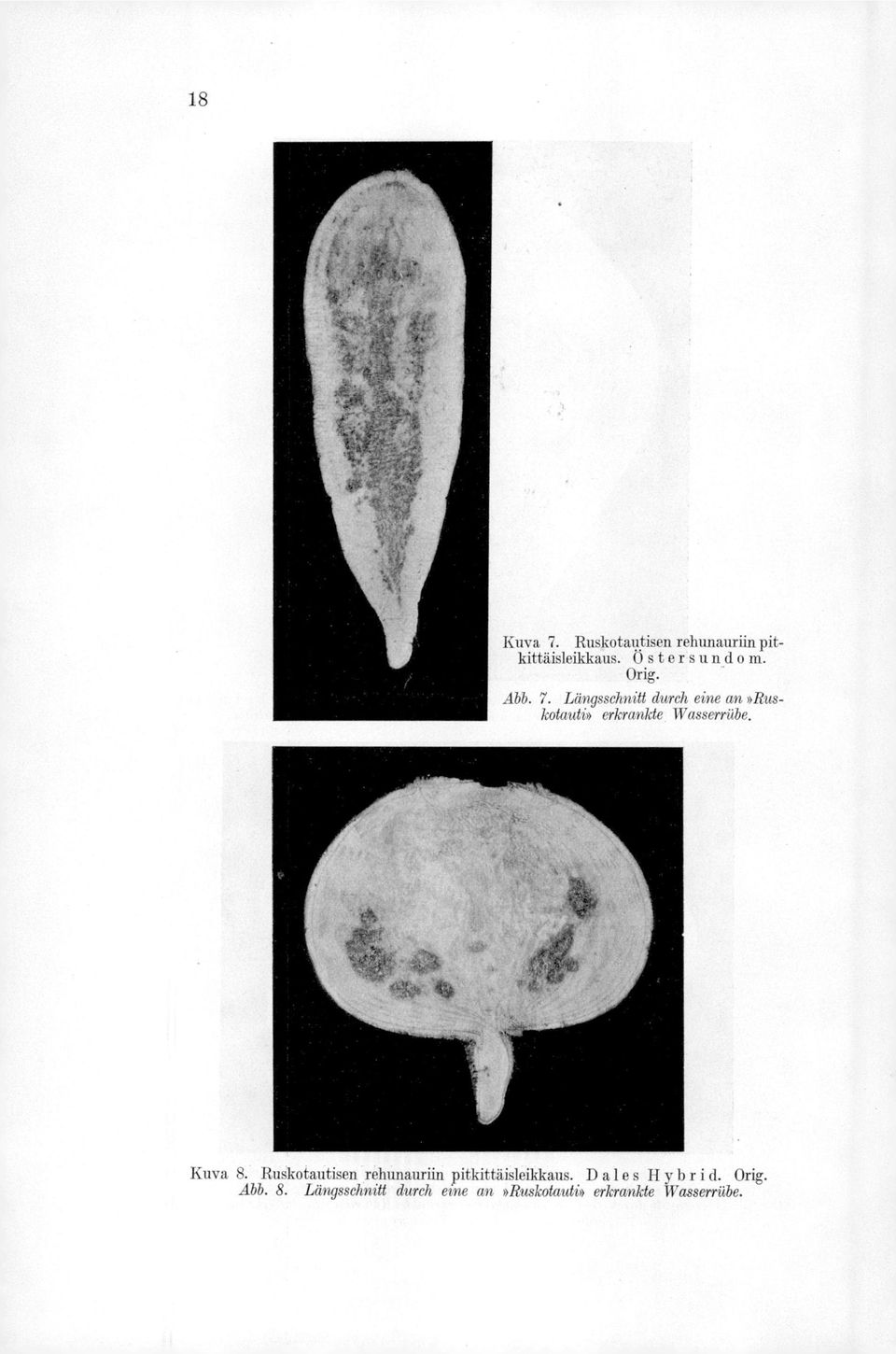 Kuva 8. Råkotautisen rehunauriin pitkittäisleikkaus. D ale s Hybr i d.