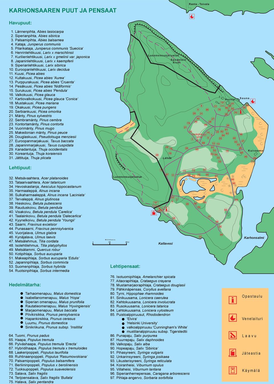 Siperianlehtikuusi, Larix sibirica 10. Euroopanlehtikuusi, Larix decidua 11. Kuusi, Picea abies 12. Kultakuusi, Picea abies 'Aurea 13. Purppurakuusi, Picea abies 'Cruenta 14.