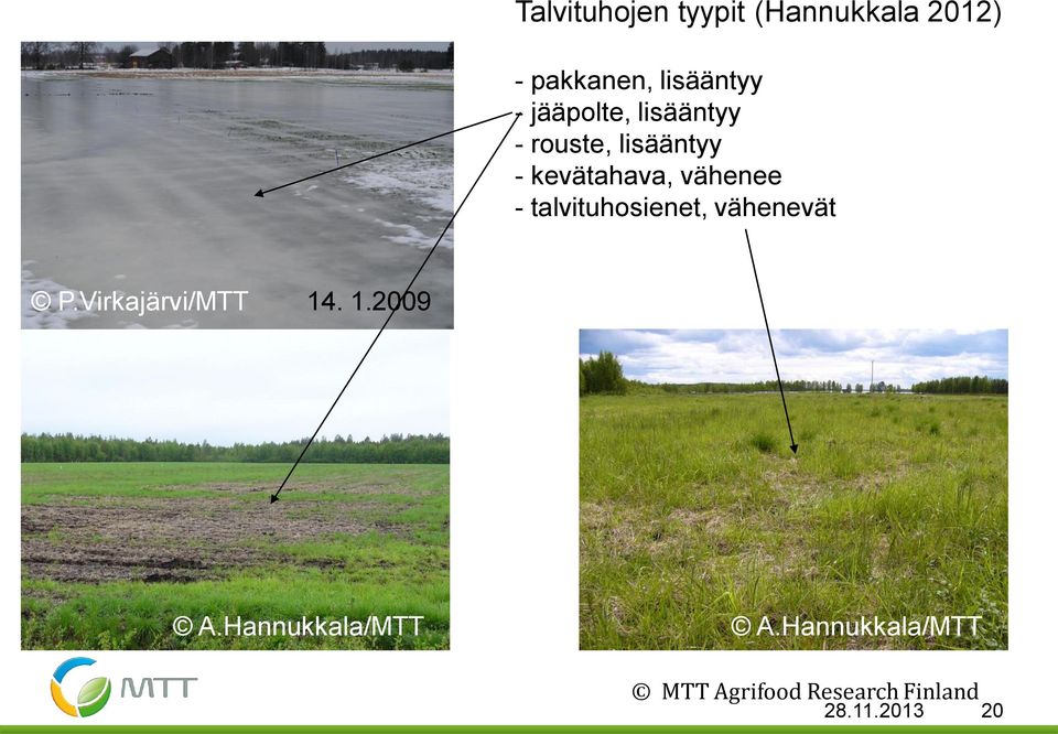 - talvituhosienet, vähenevät A.Hannukkala/MTT P.