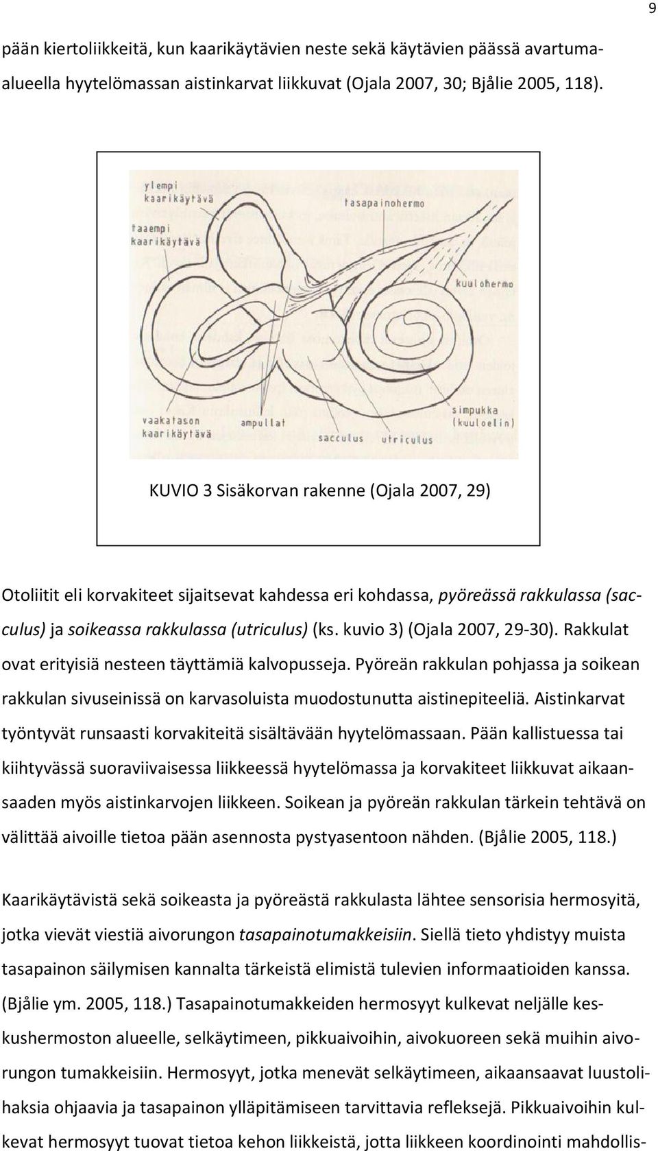 kuvio 3) (Ojala 2007, 29-30). Rakkulat ovat erityisiä nesteen täyttämiä kalvopusseja. Pyöreän rakkulan pohjassa ja soikean rakkulan sivuseinissä on karvasoluista muodostunutta aistinepiteeliä.