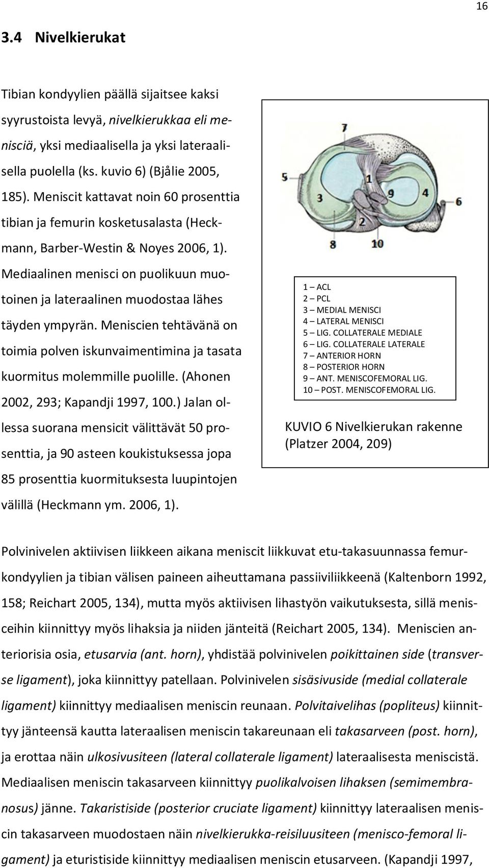 Mediaalinen menisci on puolikuun muotoinen ja lateraalinen muodostaa lähes täyden ympyrän. Meniscien tehtävänä on toimia polven iskunvaimentimina ja tasata kuormitus molemmille puolille.