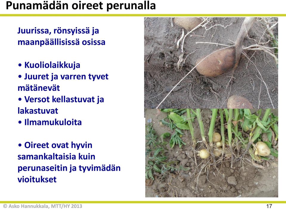 mätänevät Versot kellastuvat ja lakastuvat Ilmamukuloita