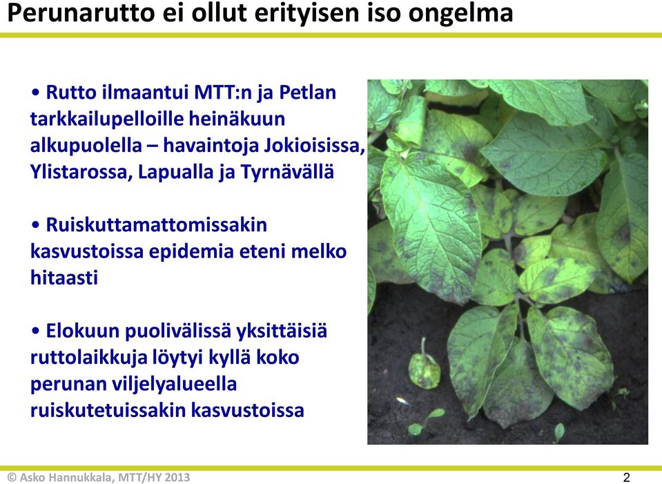 Tyrnävällä Ruiskuttamattomissakin kasvustoissa epidemia eteni melko hitaasti Elokuun