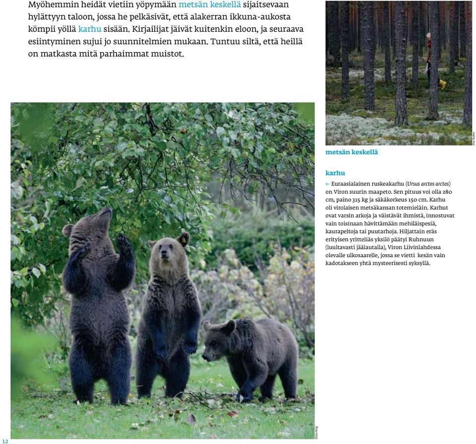 Piia Ruber metsän keskellä karhu Euraasialainen ruskeakarhu (Ursus arctos arctos) on Viron suurin maapeto. Sen pituus voi olla 280 cm, paino 315 kg ja säkäkorkeus 150 cm.