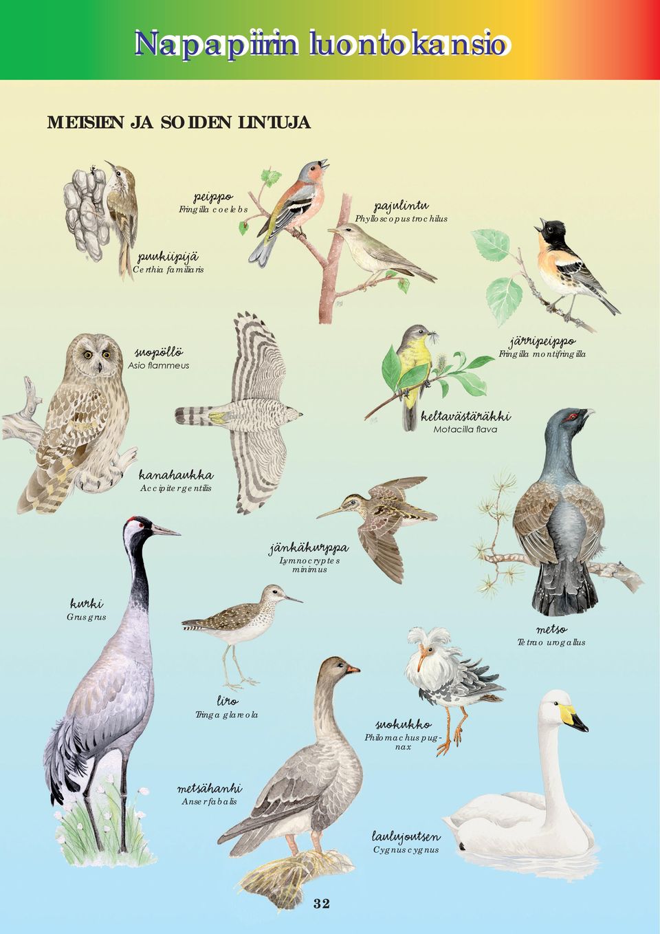 kanahaukka Accipiter gentilis jänkäkurppa Lymnocryptes minimus kurki Grus grus metso Tetrao urogallus