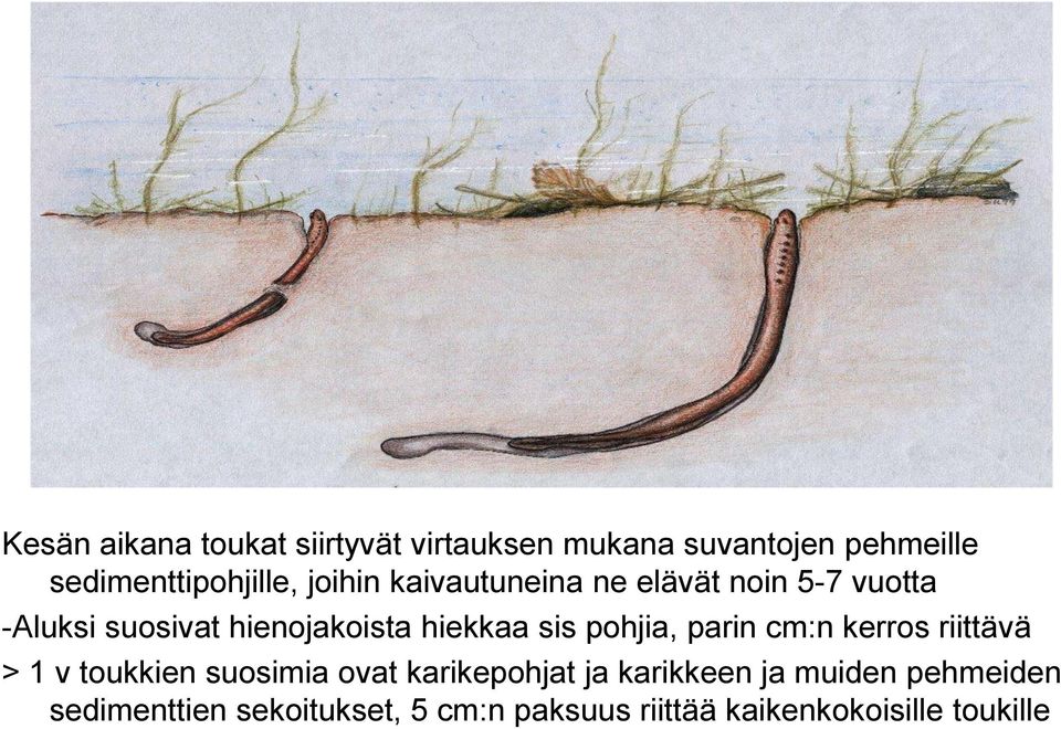 pohjia, parin cm:n kerros riittävä > 1 v toukkien suosimia ovat karikepohjat ja karikkeen