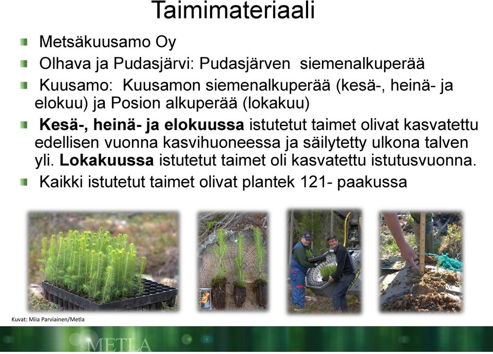 taimet olivat kasvatettu edellisen vuonna kasvihuoneessa ja säilytetty ulkona talven yli.