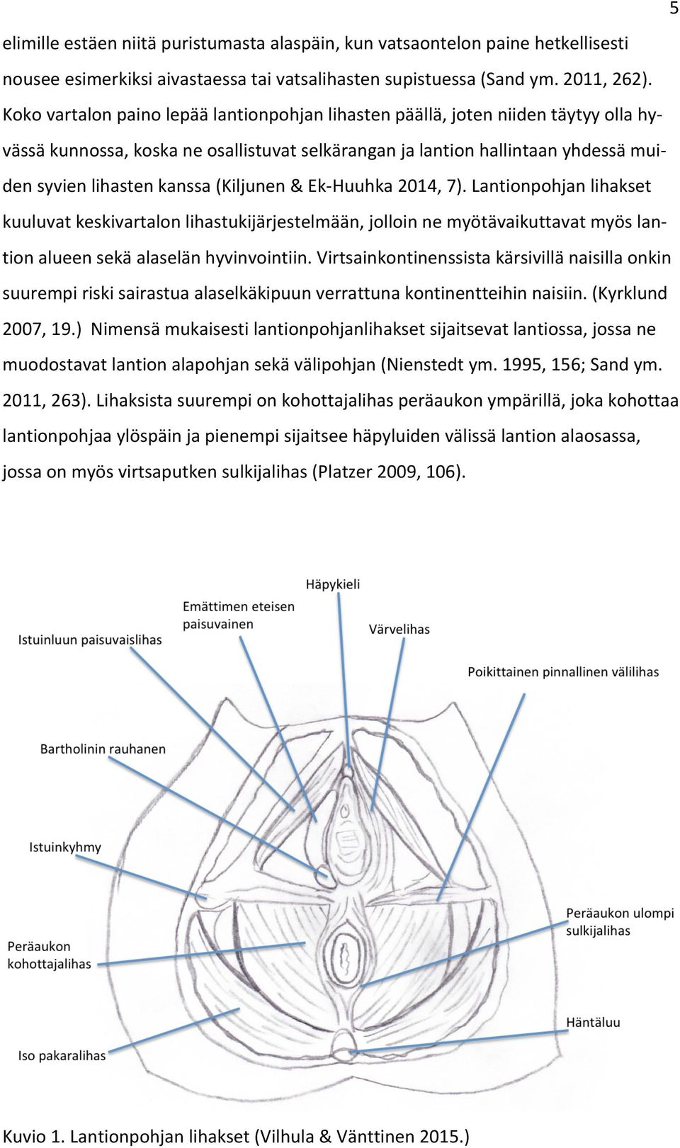 (Kiljunen & Ek- Huuhka 2014, 7). Lantionpohjan lihakset kuuluvat keskivartalon lihastukijärjestelmään, jolloin ne myötävaikuttavat myös lan- tion alueen sekä alaselän hyvinvointiin.