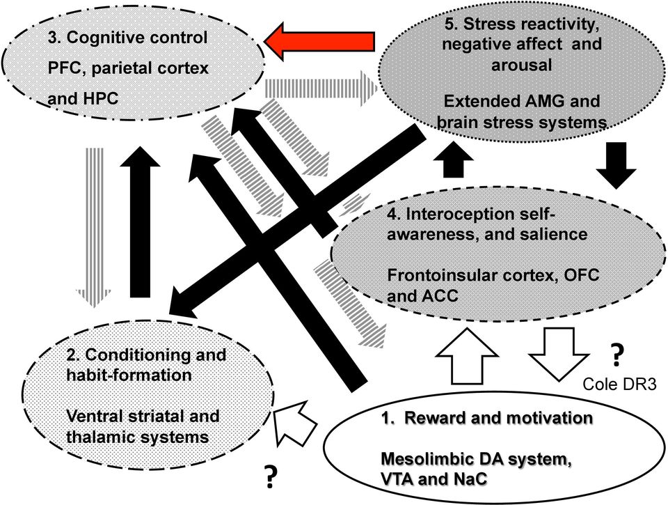 Interoception selfawareness, and salience Frontoinsular cortex, OFC and ACC 2.