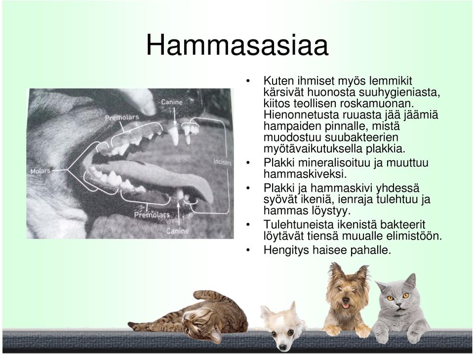 plakkia. Plakki mineralisoituu ja muuttuu hammaskiveksi.