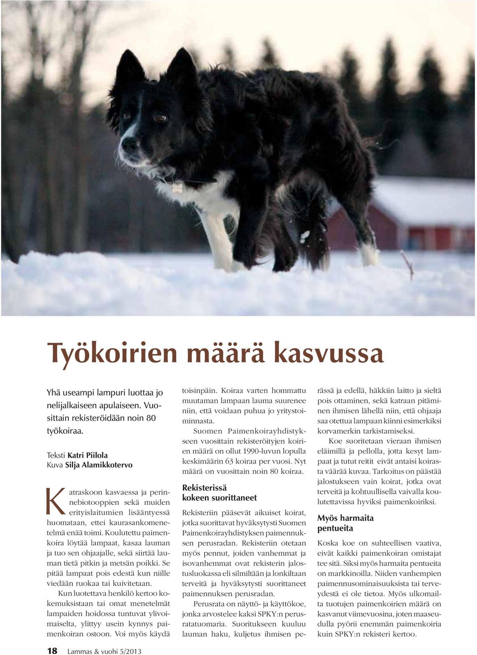 Koulutettu paimenkoira löytää lampaat, kasaa lauman ja tuo sen ohjaajalle, sekä siirtää lauman tietä pitkin ja metsän poikki. Se pitää lampaat pois edestä kun niille viedään ruokaa tai kuivitetaan.