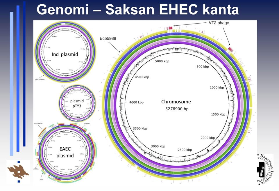 EHEC