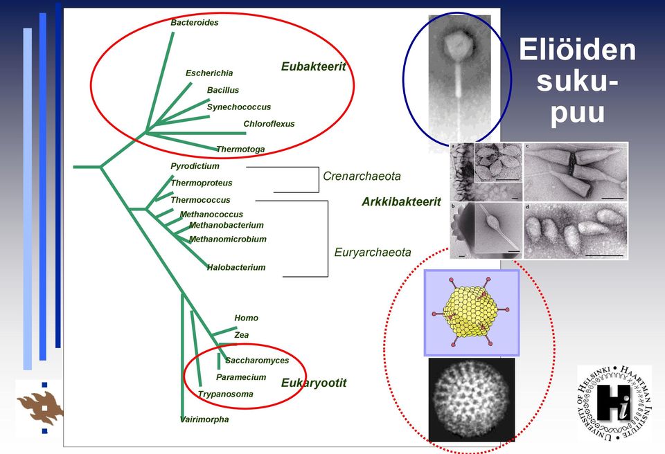 Methanococcus Methanobacterium Methanomicrobium Halobacterium Crenarchaeota