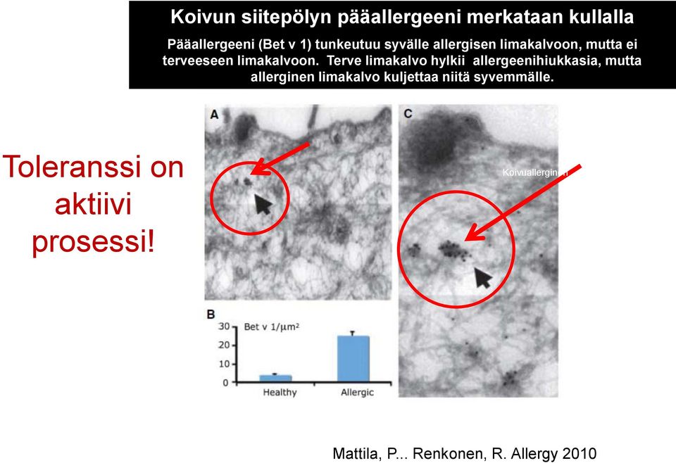 Terve limakalvo hylkii allergeenihiukkasia, mutta allerginen limakalvo kuljettaa