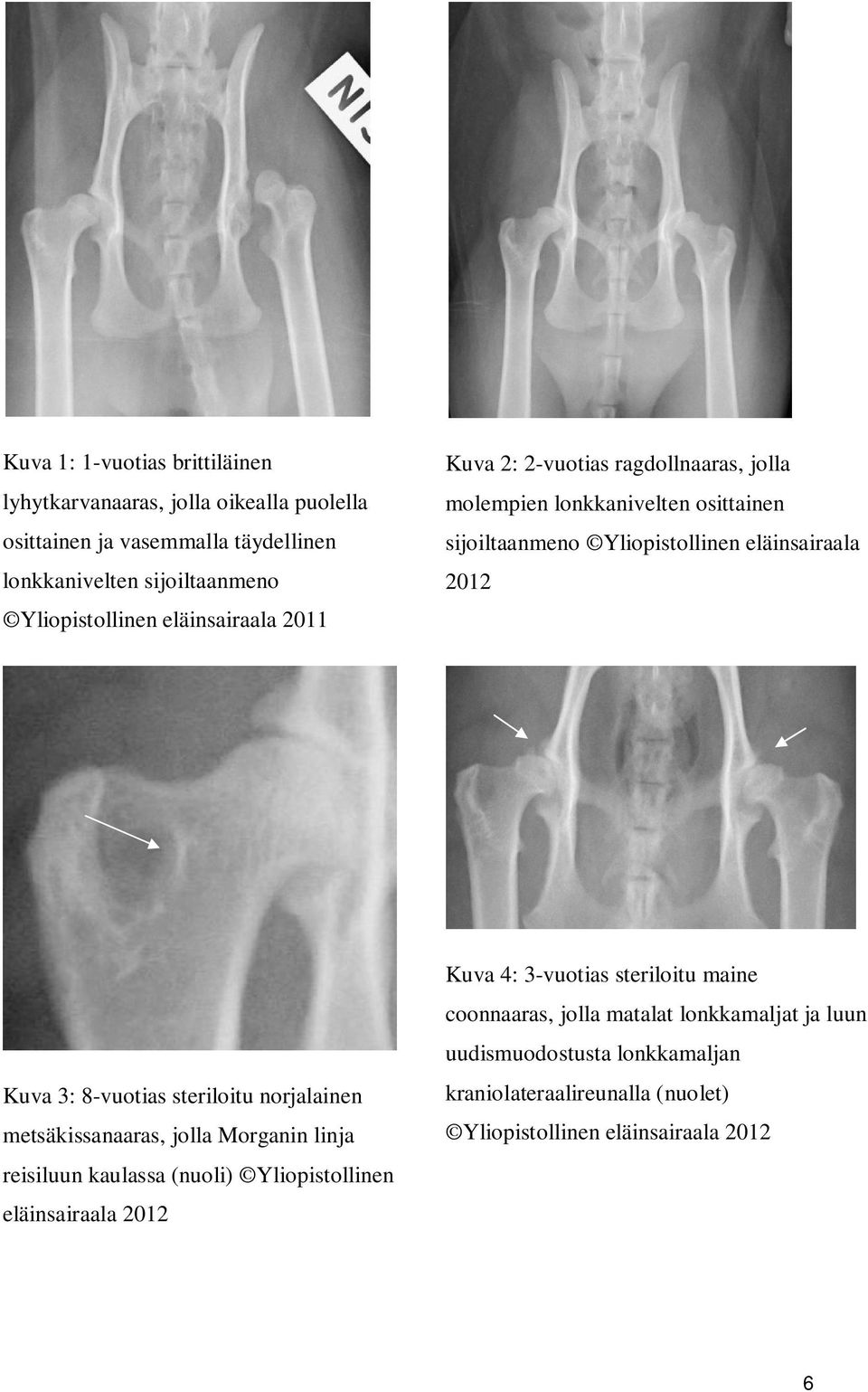 8-vuotias steriloitu norjalainen metsäkissanaaras, jolla Morganin linja reisiluun kaulassa (nuoli) Yliopistollinen eläinsairaala 2012 Kuva 4: 3-vuotias