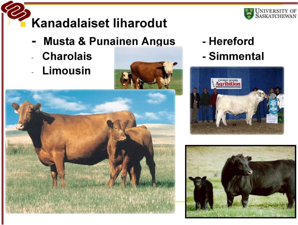 Angus - Hereford -