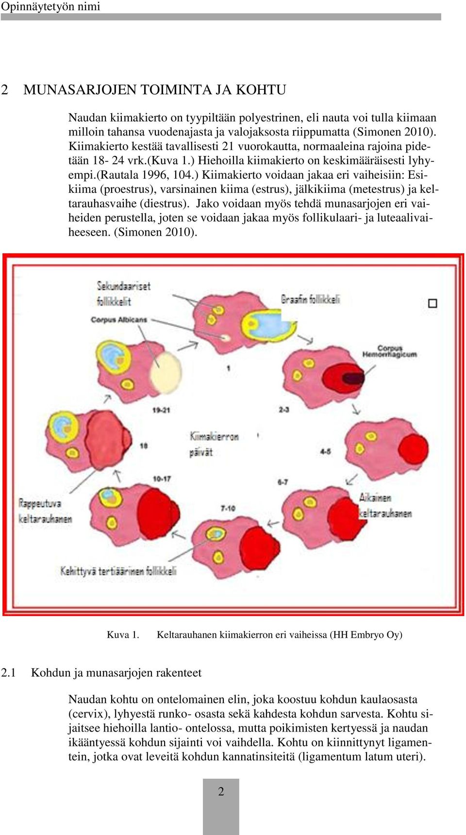 ) Kiimakiert vidaan jakaa eri vaiheisiin: Esikiima (prestrus), varsinainen kiima (estrus), jälkikiima (metestrus) ja keltarauhasvaihe (diestrus).