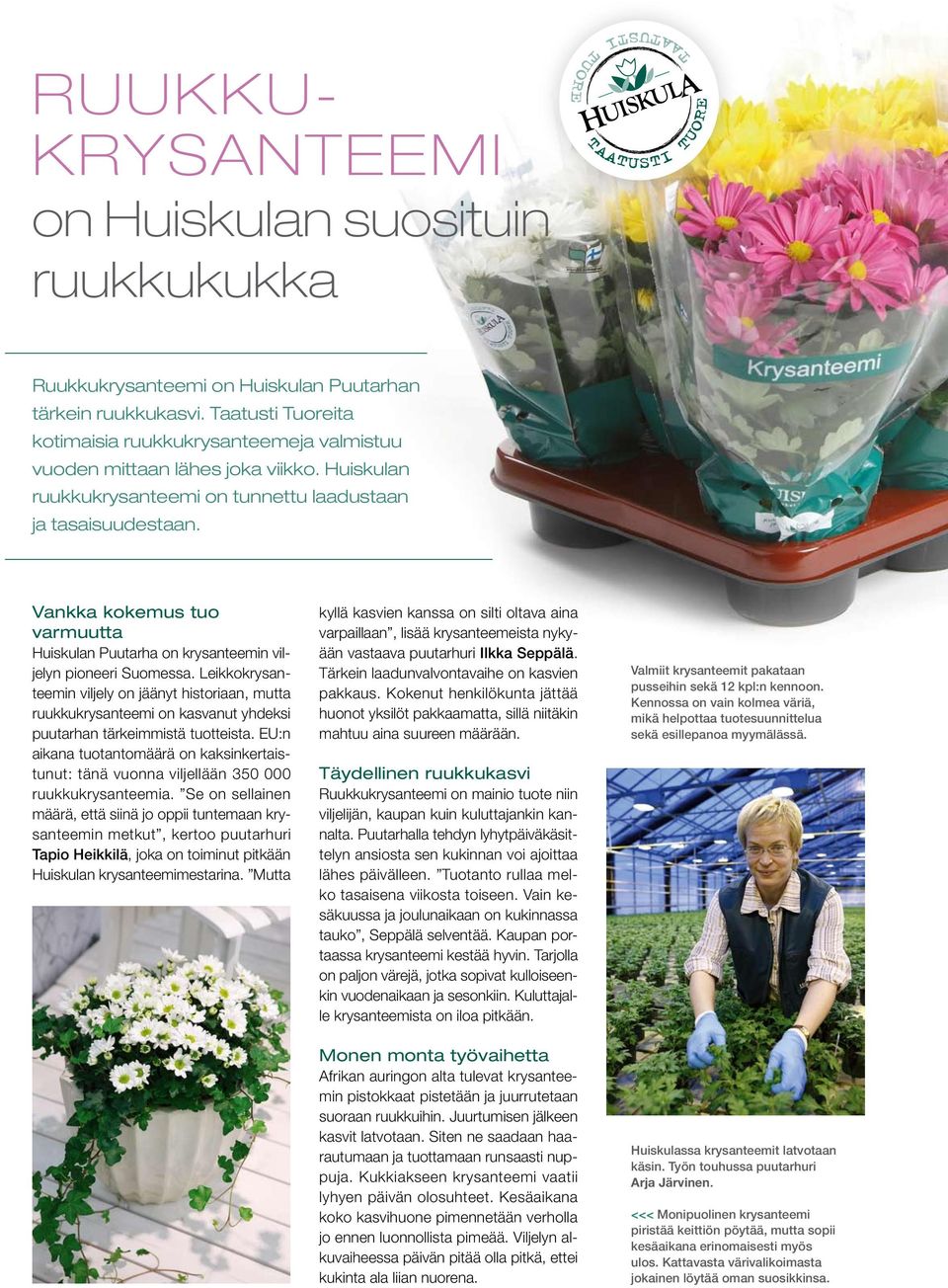 Vankka kokemus tuo varmuutta Huiskulan Puutarha on krysanteemin viljelyn pioneeri Suomessa.