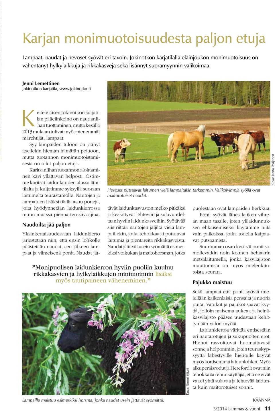 fi Keiteleläisen Jokinotkon karjatilan pääelinkeino on naudanlihan tuottaminen, mutta kesällä 2013 mukaan tulivat myös pienemmät märehtijät, lampaat.