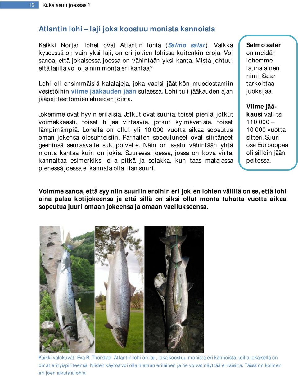 Lohi oli ensimmäisiä kalalajeja, joka vaelsi jäätikön muodostamiin vesistöihin viime jääkauden jään sulaessa. Lohi tuli jääkauden ajan jääpeitteettömien alueiden joista. Jokemme ovat hyvin erilaisia.