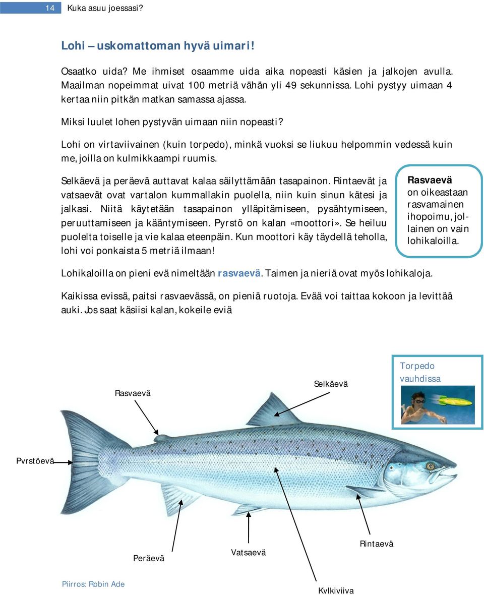 Lohi on virtaviivainen (kuin torpedo), minkä vuoksi se liukuu helpommin vedessä kuin me, joilla on kulmikkaampi ruumis. Selkäevä ja peräevä auttavat kalaa säilyttämään tasapainon.