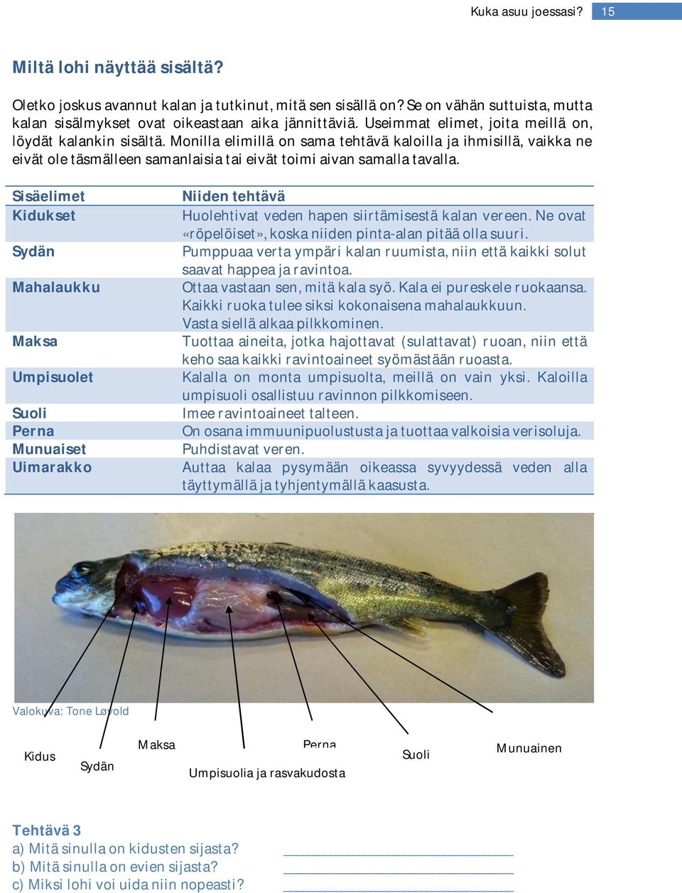 Sisäelimet Kidukset Sydän Mahalaukku Maksa Umpisuolet Suoli Perna Munuaiset Uimarakko Niiden tehtävä Huolehtivat veden hapen siirtämisestä kalan vereen.
