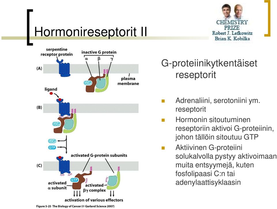 reseptorit Hormonin sitoutuminen reseptoriin aktivoi G-proteiinin, johon