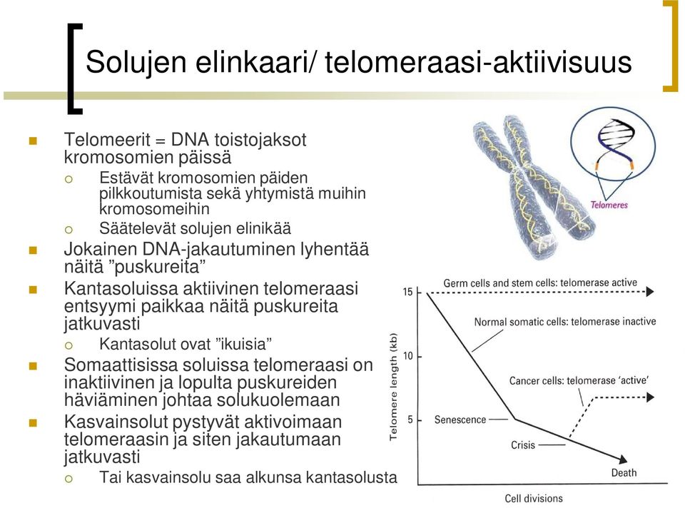 telomeraasi entsyymi paikkaa näitä puskureita jatkuvasti Kantasolut ovat ikuisia Somaattisissa soluissa telomeraasi on inaktiivinen ja lopulta