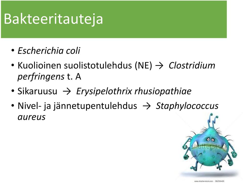 t. A Sikaruusu Erysipelothrix rhusiopathiae