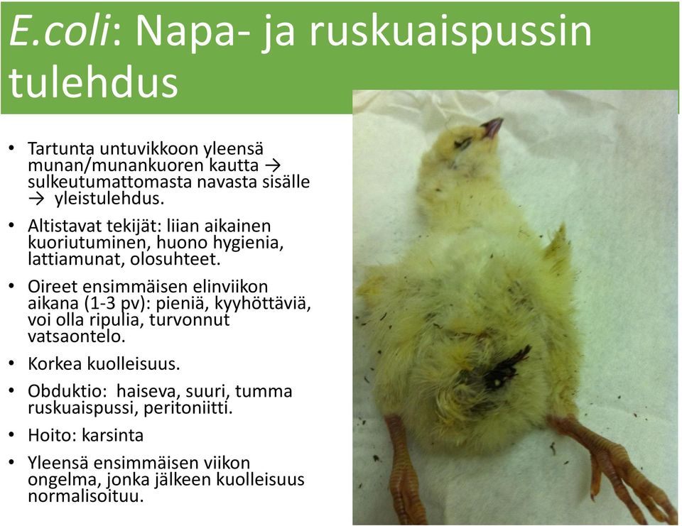 Oireet ensimmäisen elinviikon aikana (1-3 pv): pieniä, kyyhöttäviä, voi olla ripulia, turvonnut vatsaontelo. Korkea kuolleisuus.