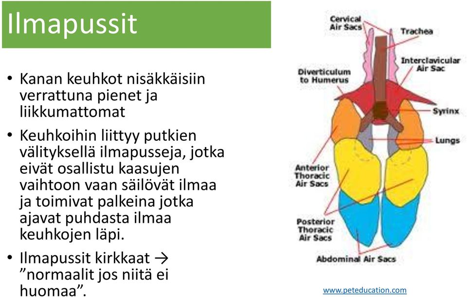 kaasujen vaihtoon vaan säilövät ilmaa ja toimivat palkeina jotka ajavat puhdasta