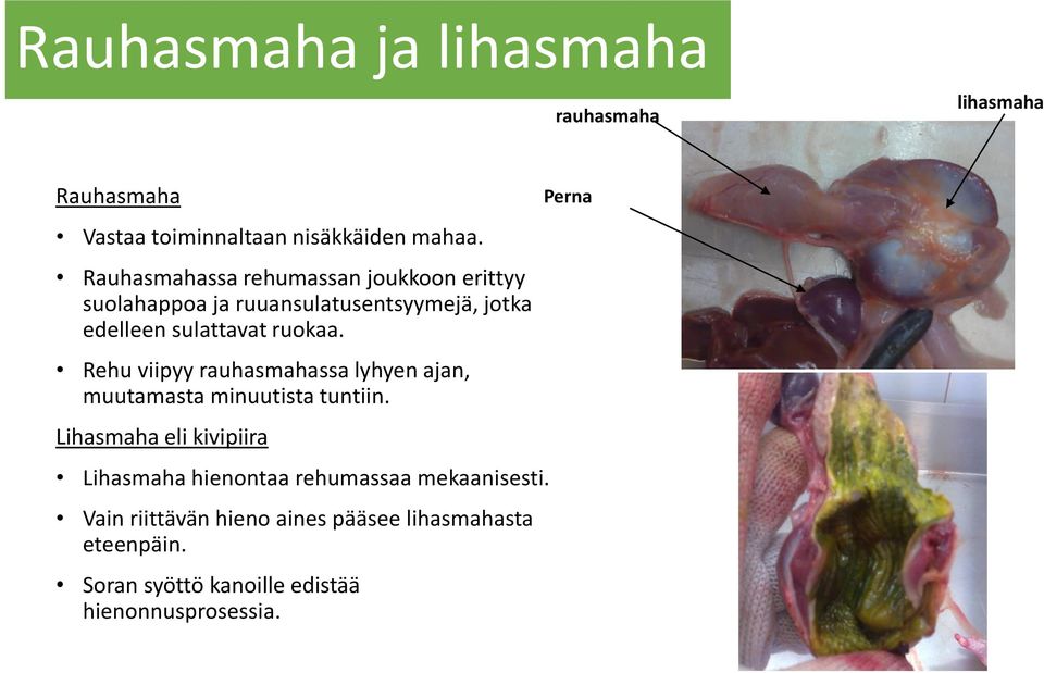 Rehu viipyy rauhasmahassa lyhyen ajan, muutamasta minuutista tuntiin.