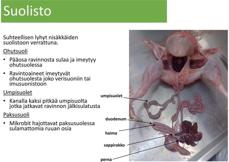 joko verisuoniin tai imusuonistoon Umpisuolet Kanalla kaksi pitkää umpisuolta jotka jatkavat