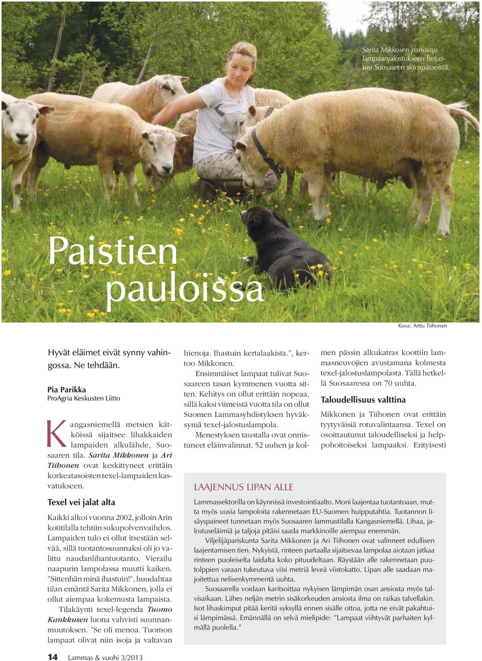 Sarita Mikkonen ja Ari Tiihonen ovat keskittyneet erittäin korkeatasoisten texel-lampaiden kasvatukseen. LAAJENNUS LIPAN ALLE hienoja. Ihastuin kertalaakista., kertoo Mikkonen.