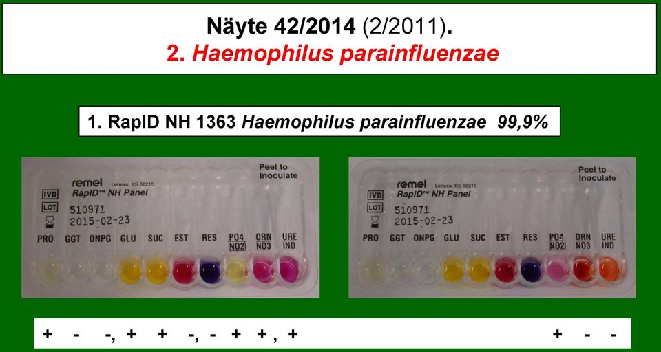 RapID NH 1363 Haemophilus