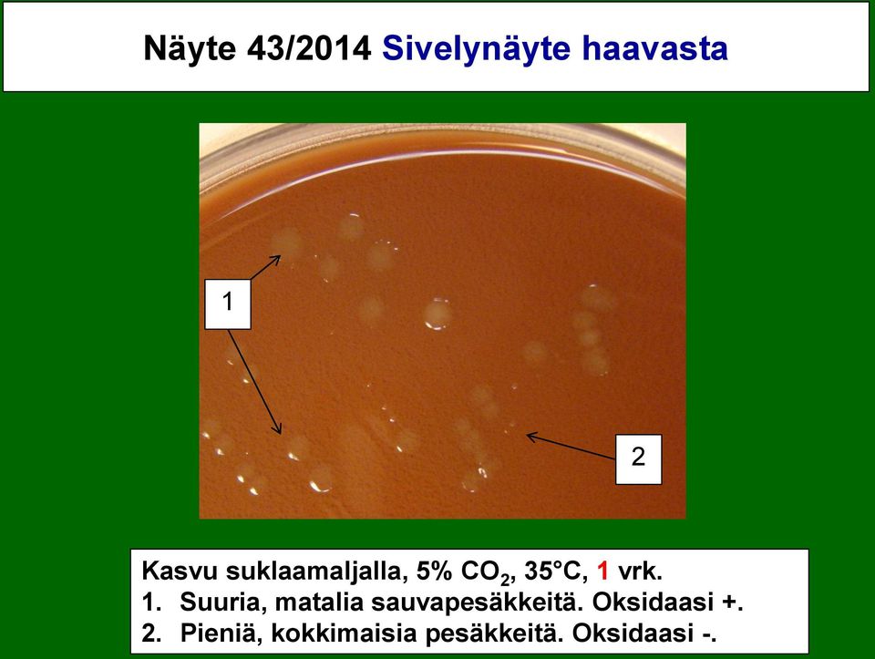 vrk. 1. Suuria, matalia sauvapesäkkeitä.