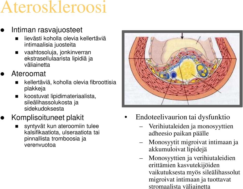 kalsifikaatiota, ulseraatiota tai pinnallista tromboosia ja verenvuotoa Endoteelivaurion tai dysfunktio Verihiutaleiden ja monosyyttien adheesio paikan päälle Monosyytit