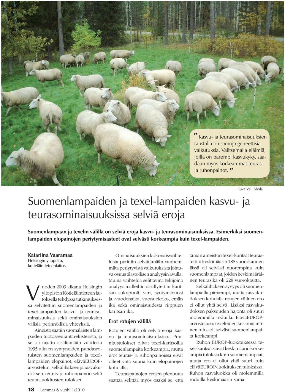 Esimerkiksi suomenlampaiden elopainojen periytymisasteet ovat selvästi korkeampia kuin texel-lampaiden.