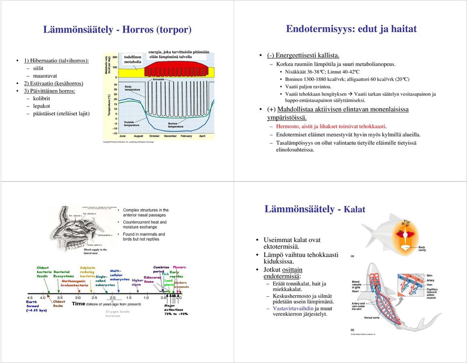 Nisäkkäät 36-38 C; Linnut 40-42ºC Ihminen 1-1880 kcal/vrk; alligaattori 60 kcal/vrk (20 C) Vaatii paljon ravintoa.
