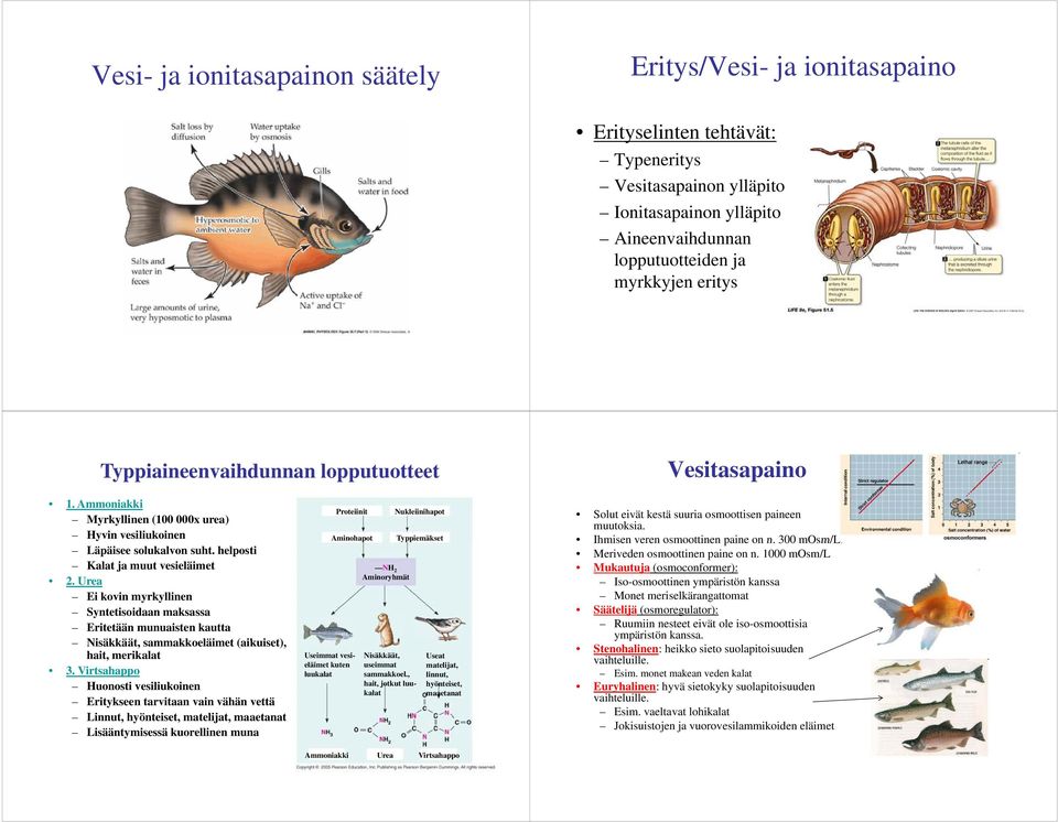helposti Kalat ja muut vesieläimet 2. Urea Ei kovin myrkyllinen Syntetisoidaan maksassa Eritetään munuaisten kautta Nisäkkäät, sammakkoeläimet (aikuiset), iset) hait, merikalat 3.