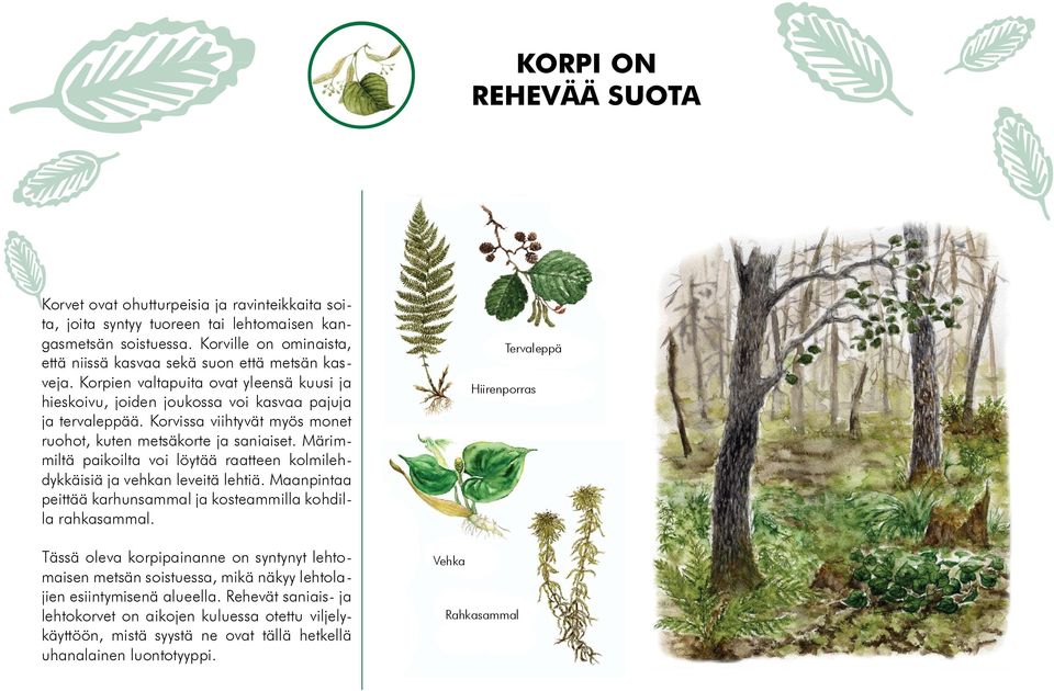 Korvissa viihtyvät myös monet ruohot, kuten metsäkorte ja saniaiset. Märimmiltä paikoilta voi löytää raatteen kolmilehdykkäisiä ja vehkan leveitä lehtiä.