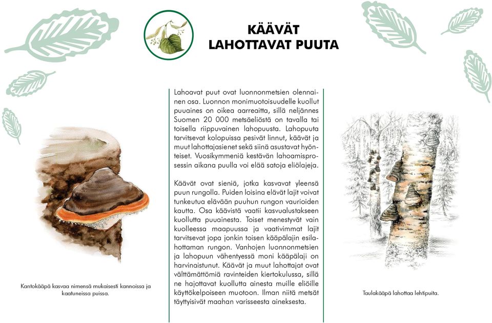 Lahopuuta tarvitsevat kolopuissa pesivät linnut, käävät ja muut lahottajasienet sekä siinä asustavat hyönteiset. Vuosikymmeniä kestävän lahoamisprosessin aikana puulla voi elää satoja eliölajeja.