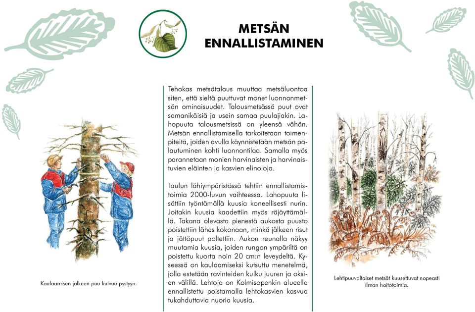 Metsän ennallistamisella tarkoitetaan toimenpiteitä, joiden avulla käynnistetään metsän palautuminen kohti luonnontilaa.