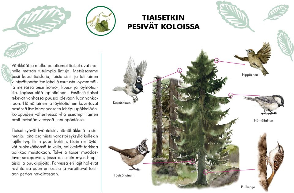 Pesänsä tiaiset tekevät vanhassa puussa olevaan luonnonkoloon. Hömötiainen ja töyhtötiainen kovertavat pesänsä itse lahonneeseen lehtipuupökkelöön.