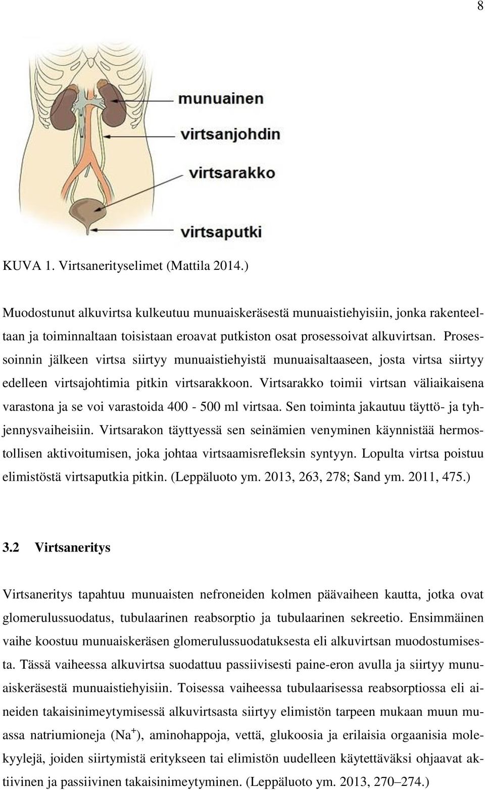 Prosessoinnin jälkeen virtsa siirtyy munuaistiehyistä munuaisaltaaseen, josta virtsa siirtyy edelleen virtsajohtimia pitkin virtsarakkoon.