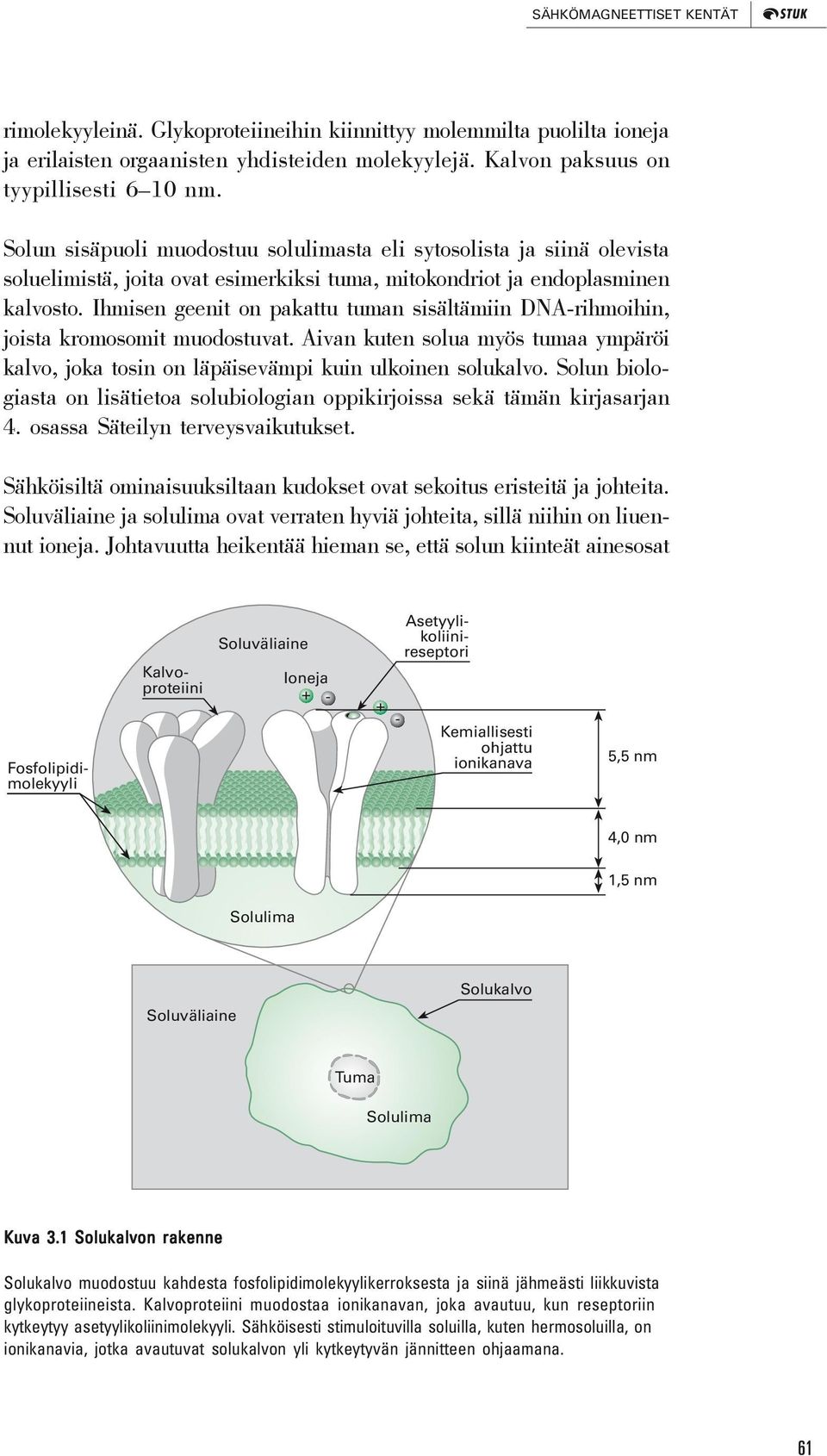 Ihmisen geenit on pakattu tuman sisältämiin DNArihmoihin, joista kromosomit muodostuvat. Aivan kuten solua myös tumaa ympäröi kalvo, joka tosin on läpäisevämpi kuin ulkoinen solukalvo.